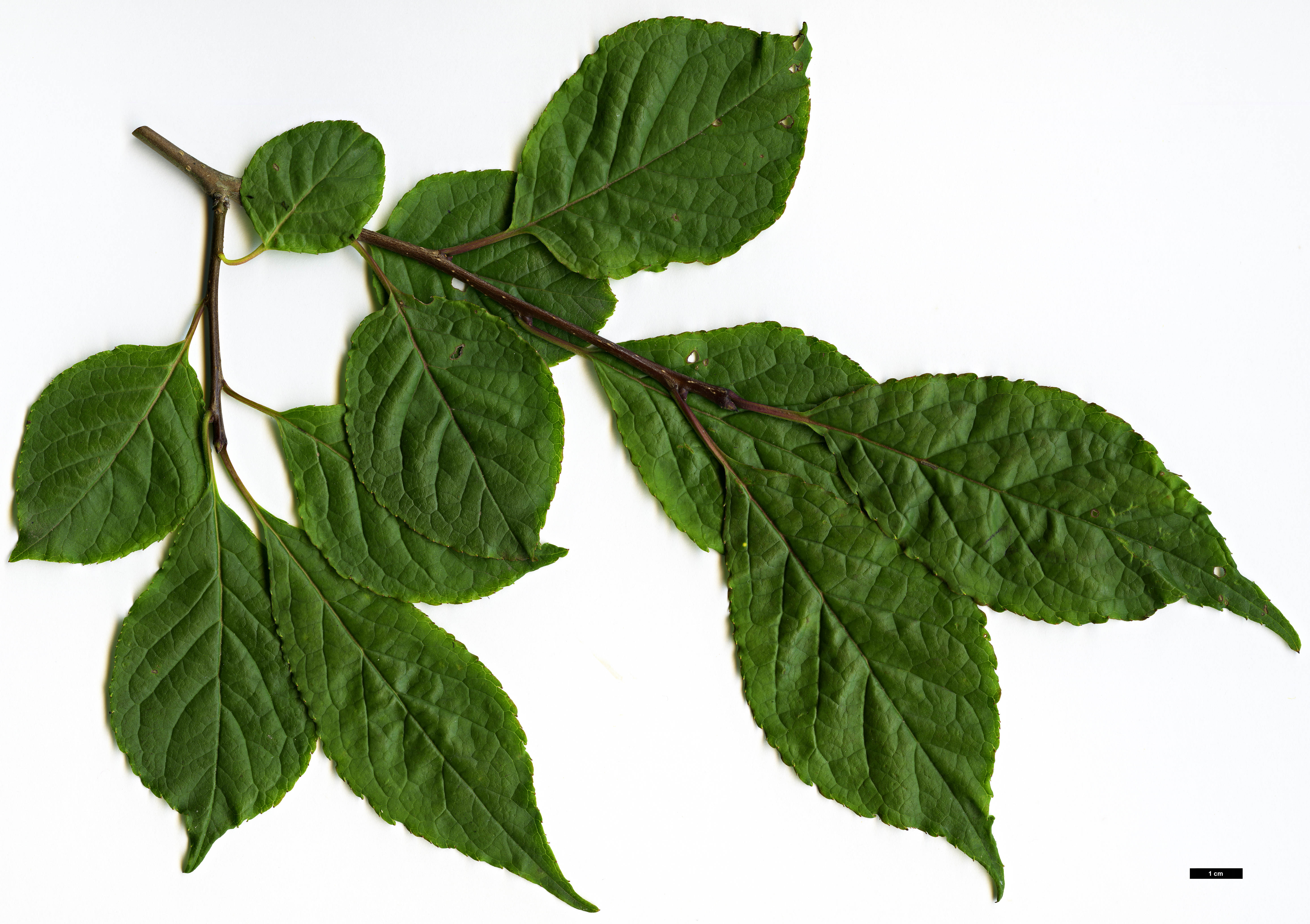 High resolution image: Family: Aquifoliaceae - Genus: Ilex - Taxon: collina